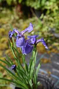 Iris setosa canadensis
